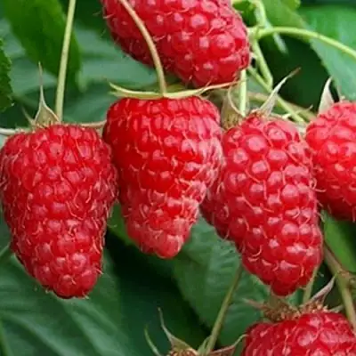 Малина КАСКАД ДЕЛАЙТ в Витебске