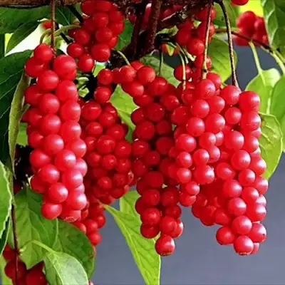 Лимонник САДОВЫЙ 1 китайский  в Витебске