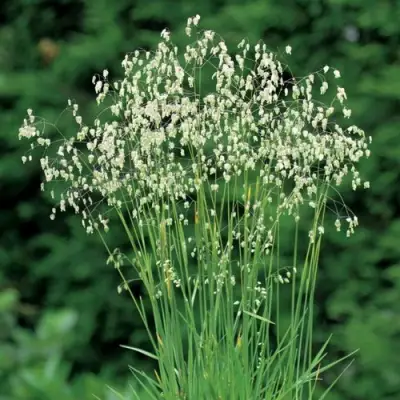 Трясунка средняя в Витебске