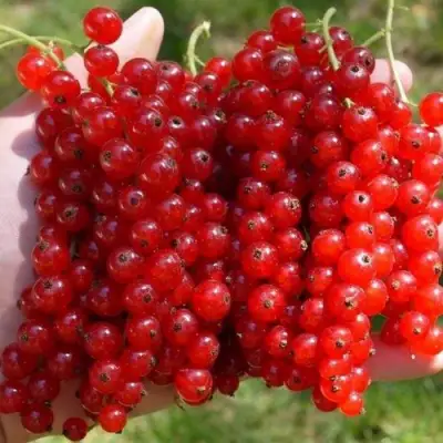 Смородина красная РЕД ПУЛ в Витебске