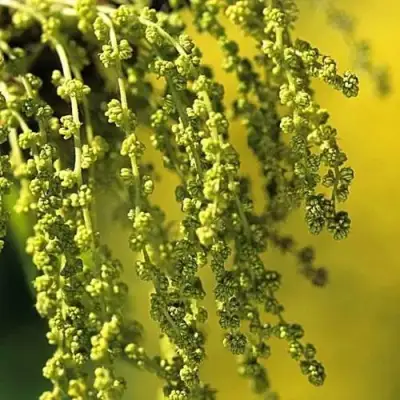 Дуб скальный в Витебске