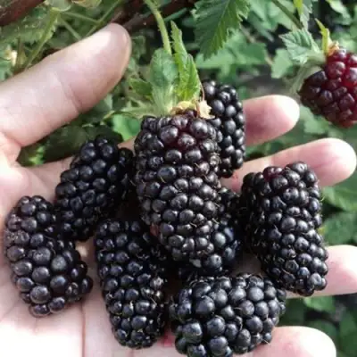 Ежевика ЛОХ НЕСС бесшипная  в Витебске