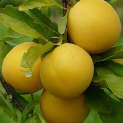 Слива СОЛНЫШКО в Витебске