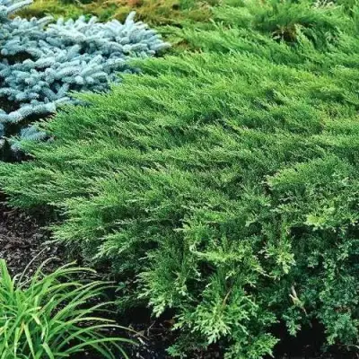 Можжевельник РОКЕРИ ДЖЕМ казацкий  в Витебске