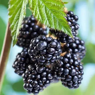 Ежевика БЛЭК САТИН бесшипная  в Витебске