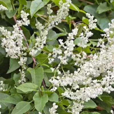 Фаллопия АУБЕРТА в Витебске