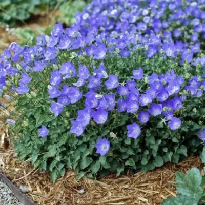 Колокольчик САНТА карпатский в Витебске