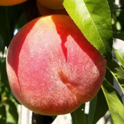 Персик ВАЙН ГОЛД Т3 в Витебске