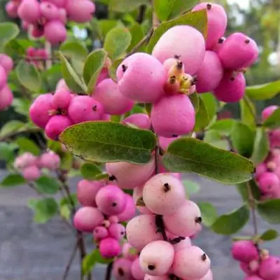 Снежноягодник ФИЕСТА БЕРРИ доренбоза в Витебске