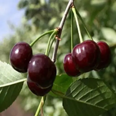 Вишня ВЛАДИМИРСКАЯ в Витебске