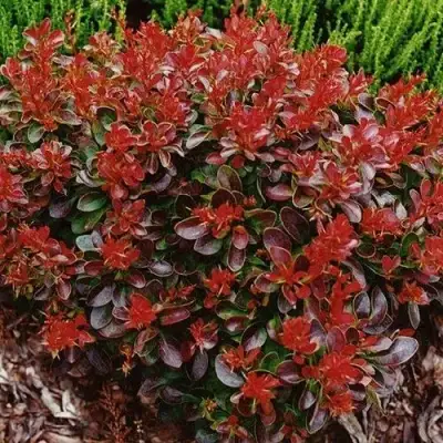 Барбарис КАРМЕН тунберга в Витебске