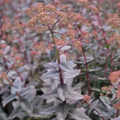 Очиток (седум) РЭЙН КСЕНОКС видный в Витебске