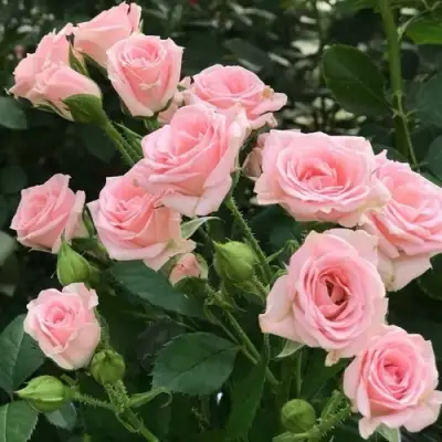 Роза КЛАССИК ЛИДИЯ спрей в Витебске