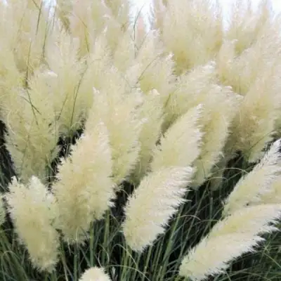 Кортадерия белая (пампасная трава) в Витебске