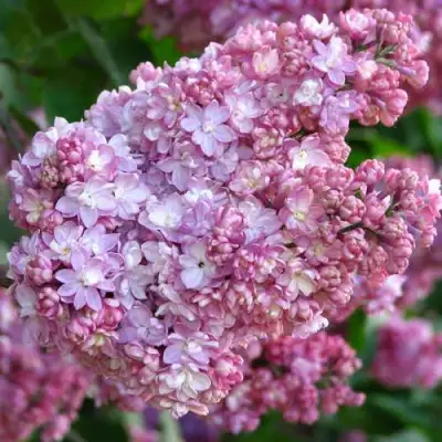 Сирень ПАМЯТЬ О ВЕХОВЕ в Витебске