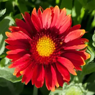 Гайлардия АРИЗОНА РЕД ШЕЙДС в Витебске