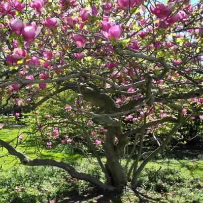 Магнолия СУЛАНЖА в Витебске