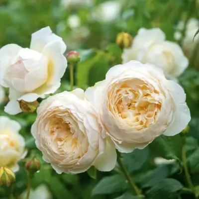 Роза КЛЭР ОСТИН английская в Витебске