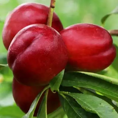 Нектарин КРЫМЧАНИН в Витебске