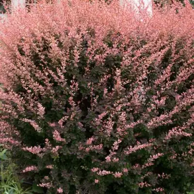 Барбарис РОУЗ ГЛОУ тунберга в Витебске