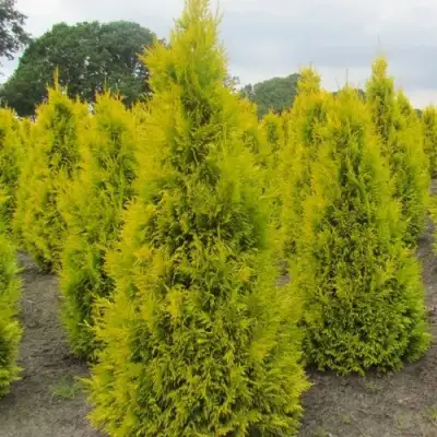 Туя САНКИСТ западная в Витебске