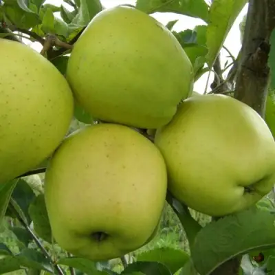 Яблоня КОШТЕЛЯ в Витебске