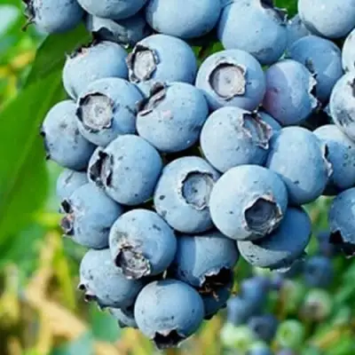 Голубика БРИГИТТА БЛЮ в Витебске