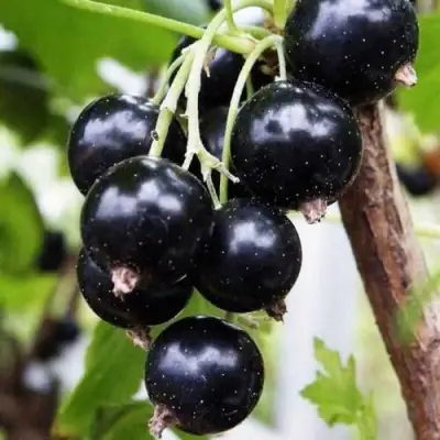 Смородина чёрная ДЕЛИКАТЕСНАЯ в Витебске