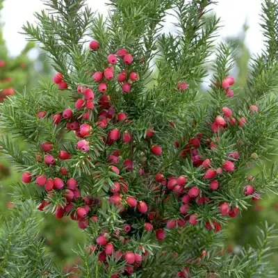 Тис ХИКСИ средний в Витебске