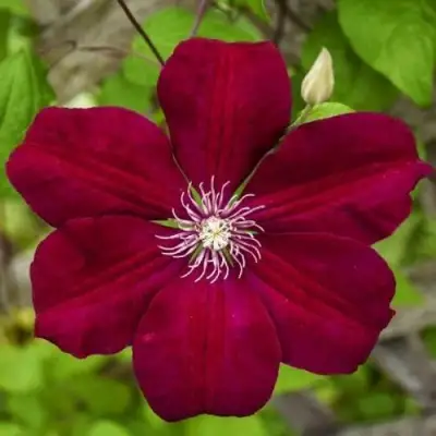 Клематис РУЖ КАРДИНАЛ в Витебске