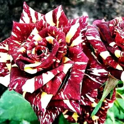 Роза ФОКУС ПОКУС флорибунда в Витебске