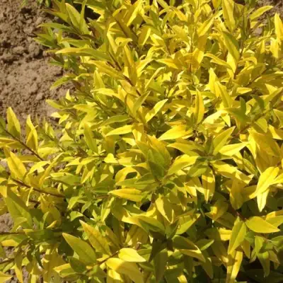 Бирючина АУРЕА обыкновенная в Витебске