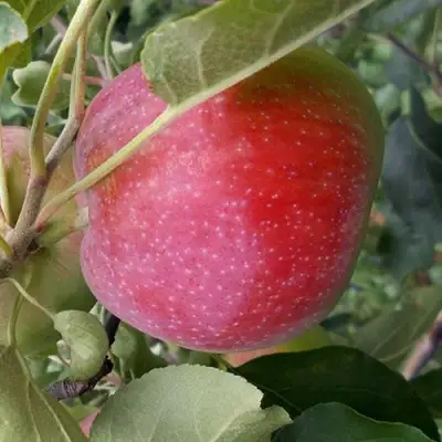 Яблоня АЛЬВА в Витебске