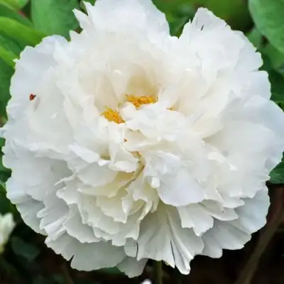 Пион БЕЛЫЙ СНЕГ древовидный в Витебске