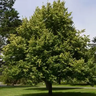 Липа сердцевидная в Витебске