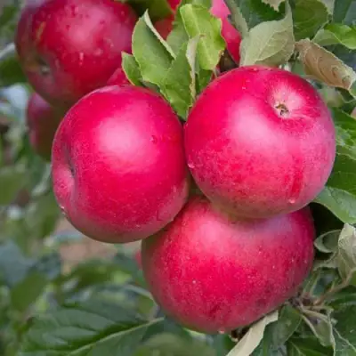 Яблоня РОЖДЕСТВЕНСКОЕ в Витебске