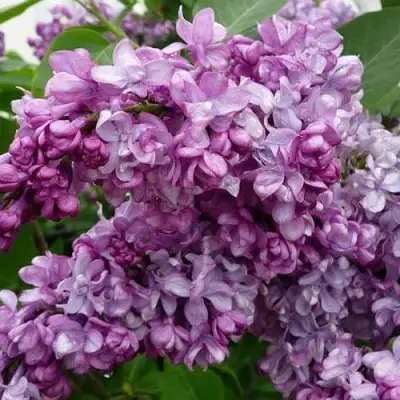 Сирень ГЕНЕРАЛ ПЕРШИНГ в Витебске