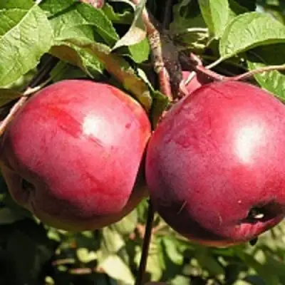 Яблоня ДАРУНАК в Витебске