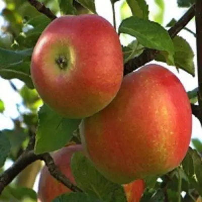 Яблоня ПЕРСИКОВАЯ в Витебске