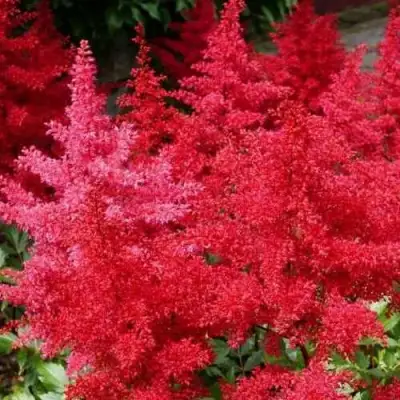 Астильба ЭТНА Арендса в Витебске