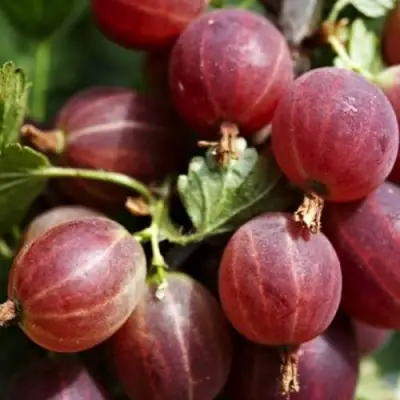 Крыжовник ХИННОМАКИ РОТ в Витебске