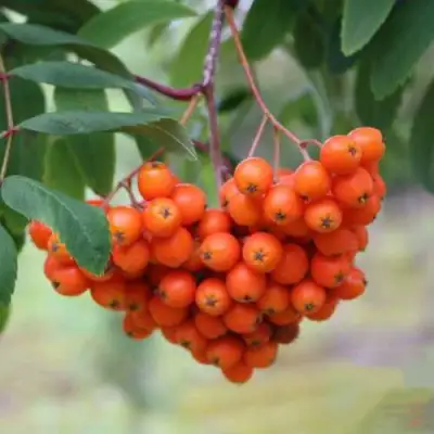 Рябина ВЕФЕД сладкоплодная в Витебске