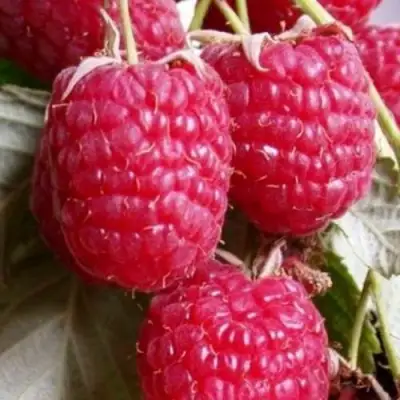 Малина ГЕРАКЛ в Витебске