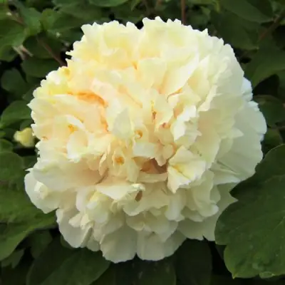 Пион НЕЖНЫЙ ГОЛОС древовидный в Витебске