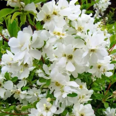 Экзохорда ЗЕ БРАЙД в Витебске