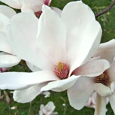 Магнолия АЛЬБА СУПЕРБА в Витебске
