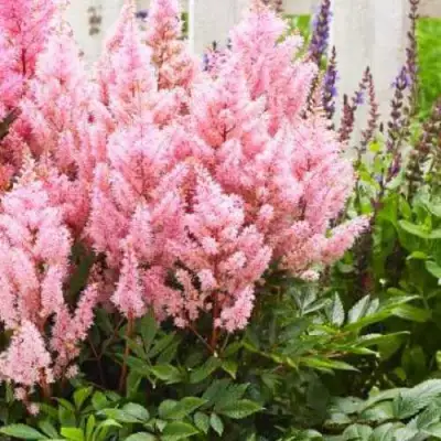 Астильба ЛУК ЭТ МИ японская в Витебске