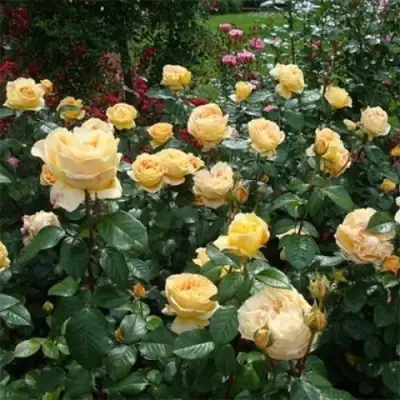 Роза КЕНДЛАЙТ чайно-гибридная в Витебске