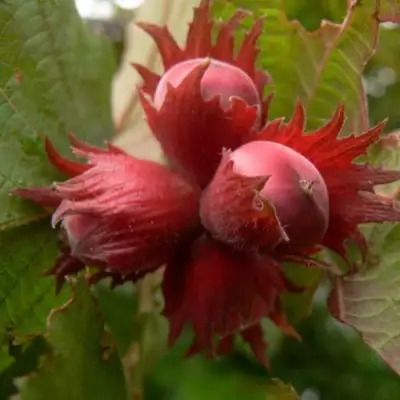 Фундук МОСКОВСКИЙ РУБИН в Витебске