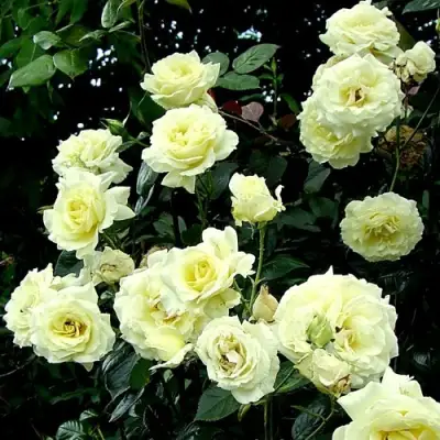 Роза ЭЛЬФ плетистая в Витебске